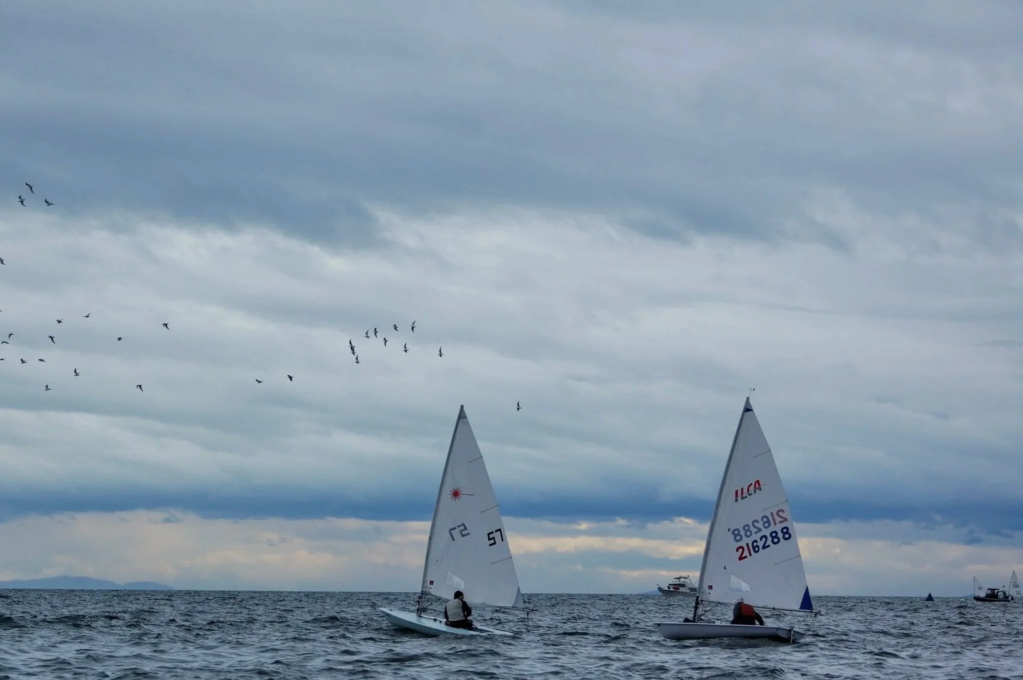 Two small sailboats on the water with large sails, and a flock of birds flying in the cloudy sky.
