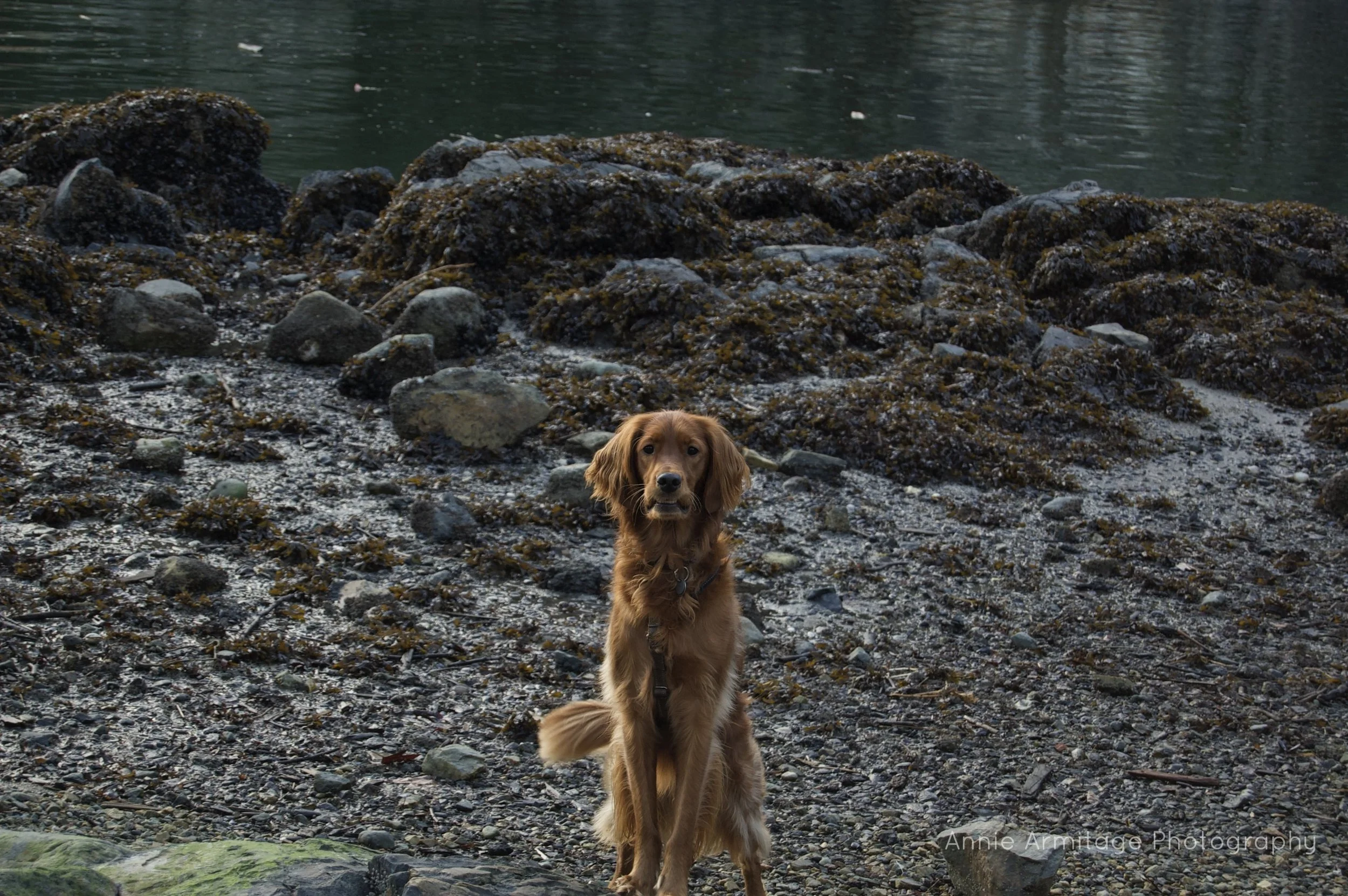 A brown dog sitting on a rocky shore near the water, surrounded by rocks and seaweed.