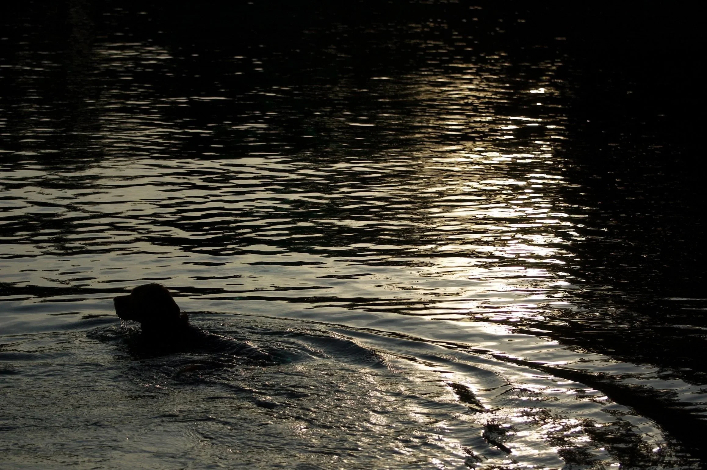 A person swimming in a body of water during sunset, with sunlight reflecting off the rippling water.