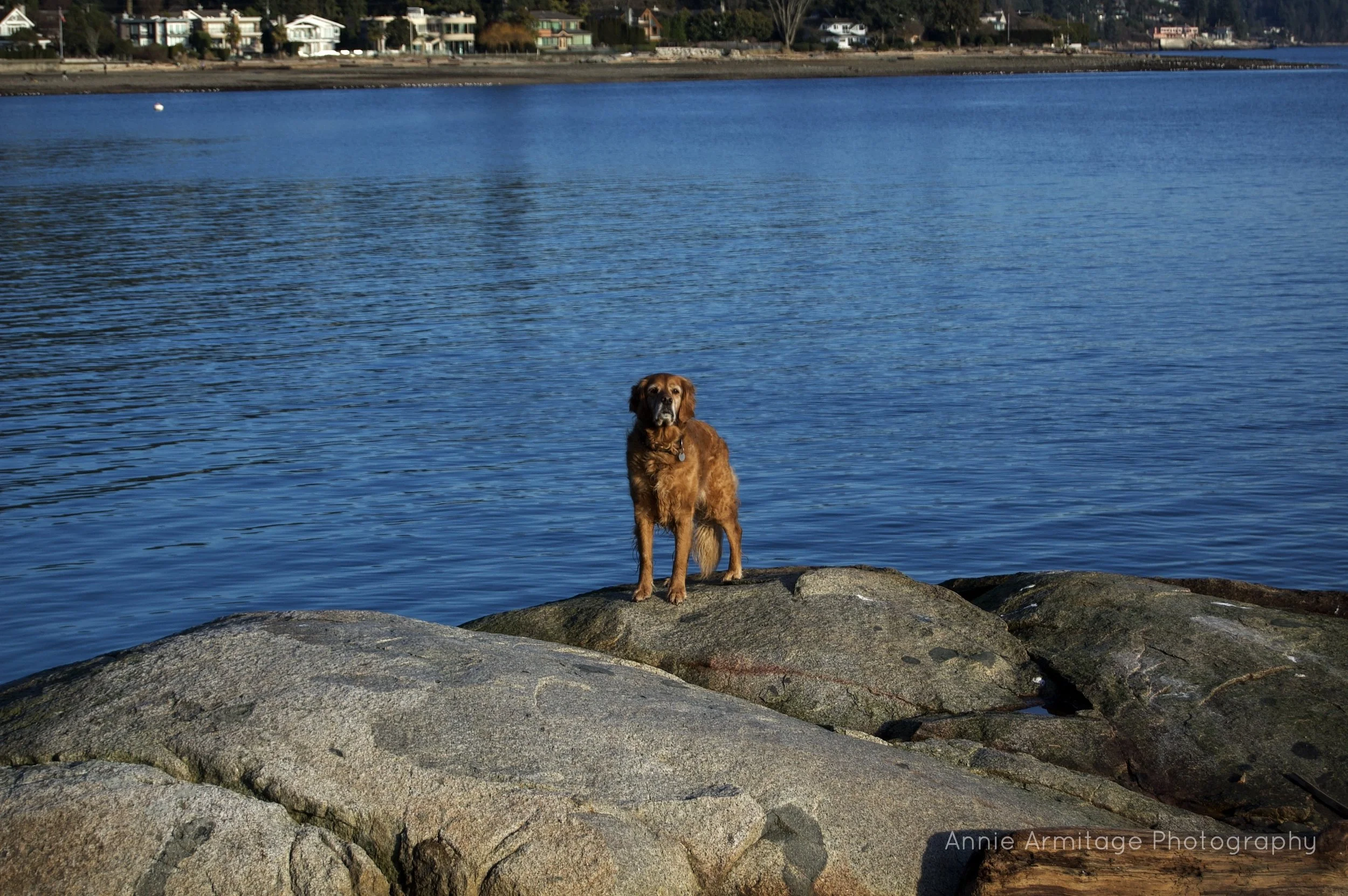 A brown retriever dog standing on a large rock by a body of water, with houses visible across the water in the background.