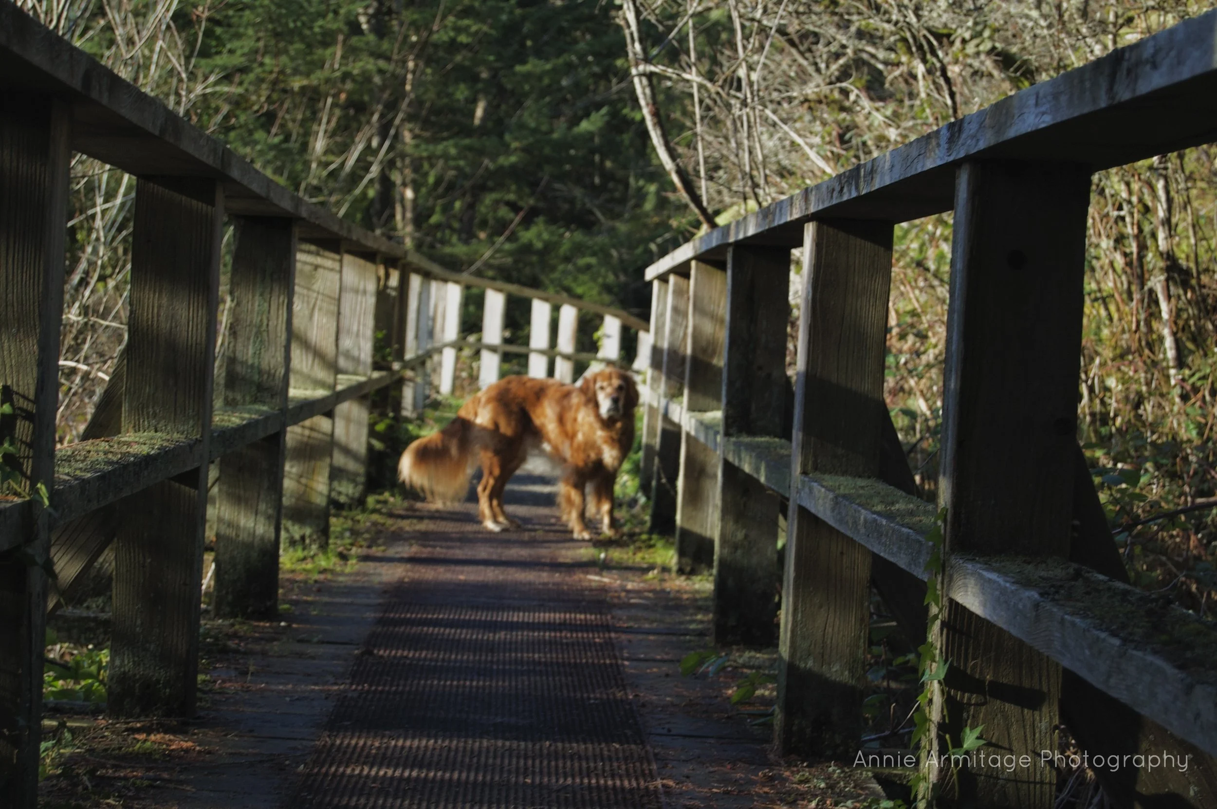 A golden retriever standing on a wooden footbridge in a forested area, sunlight shining through the trees, with green foliage on both sides of the bridge.
