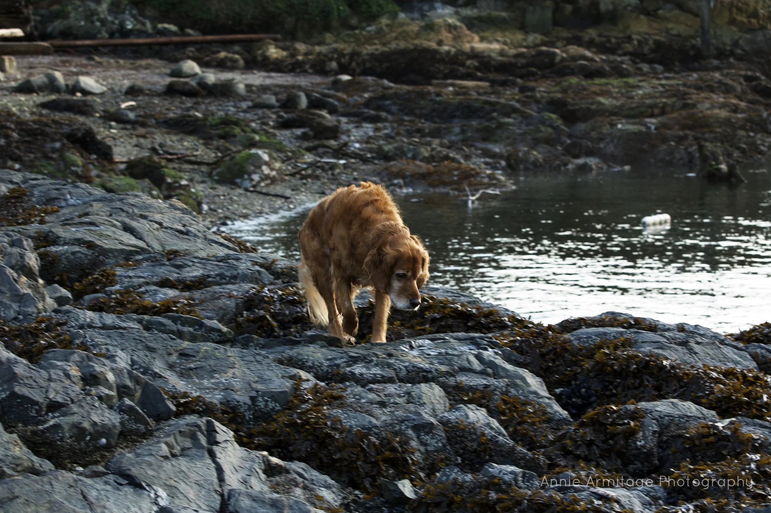 A golden retriever dog walking on rocky shoreline near water.