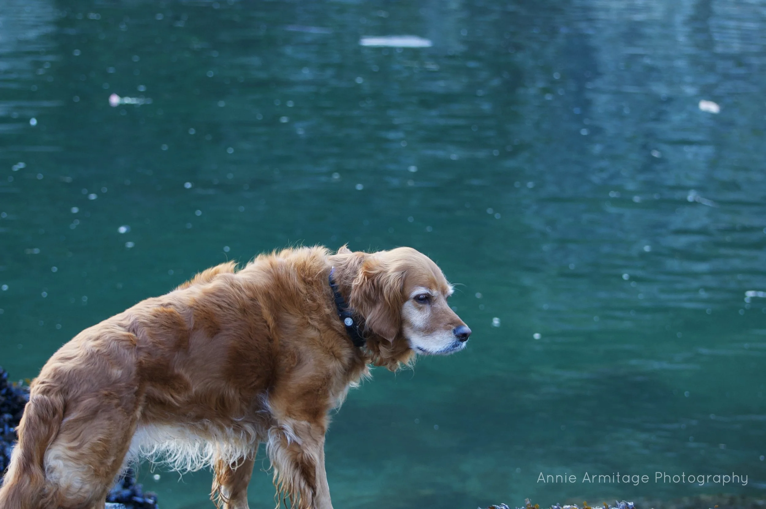 Golden retriever dog standing by a body of water, looking to the right, with a calm expression.