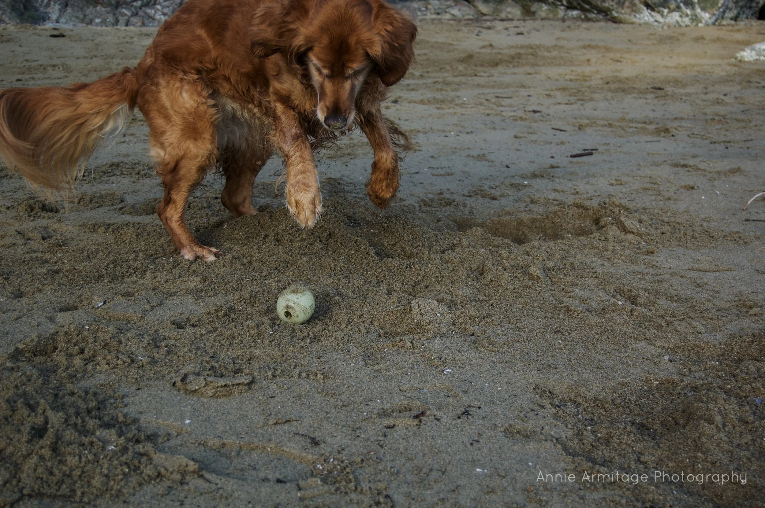 A golden retriever on a sandy beach playing with a ball.