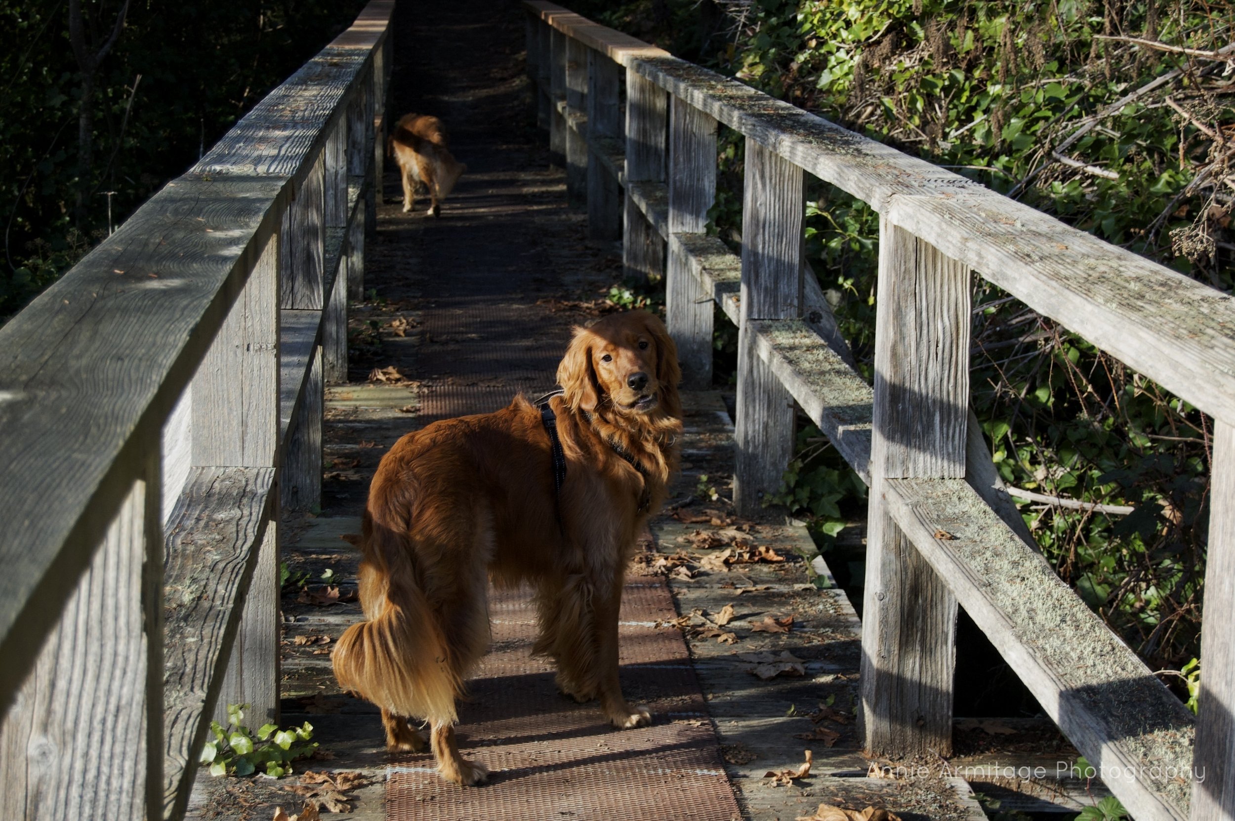 A golden retriever dog on a wooden bridge, looking back at the camera, with a cat walking away in the background.