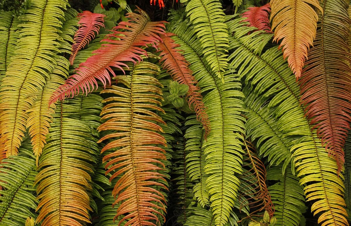 Helechos, carretera de Constanza. 2009