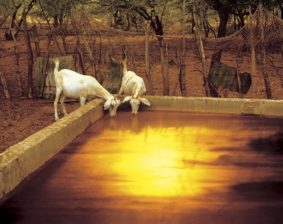 Chivos Bebiéndose la Tarde