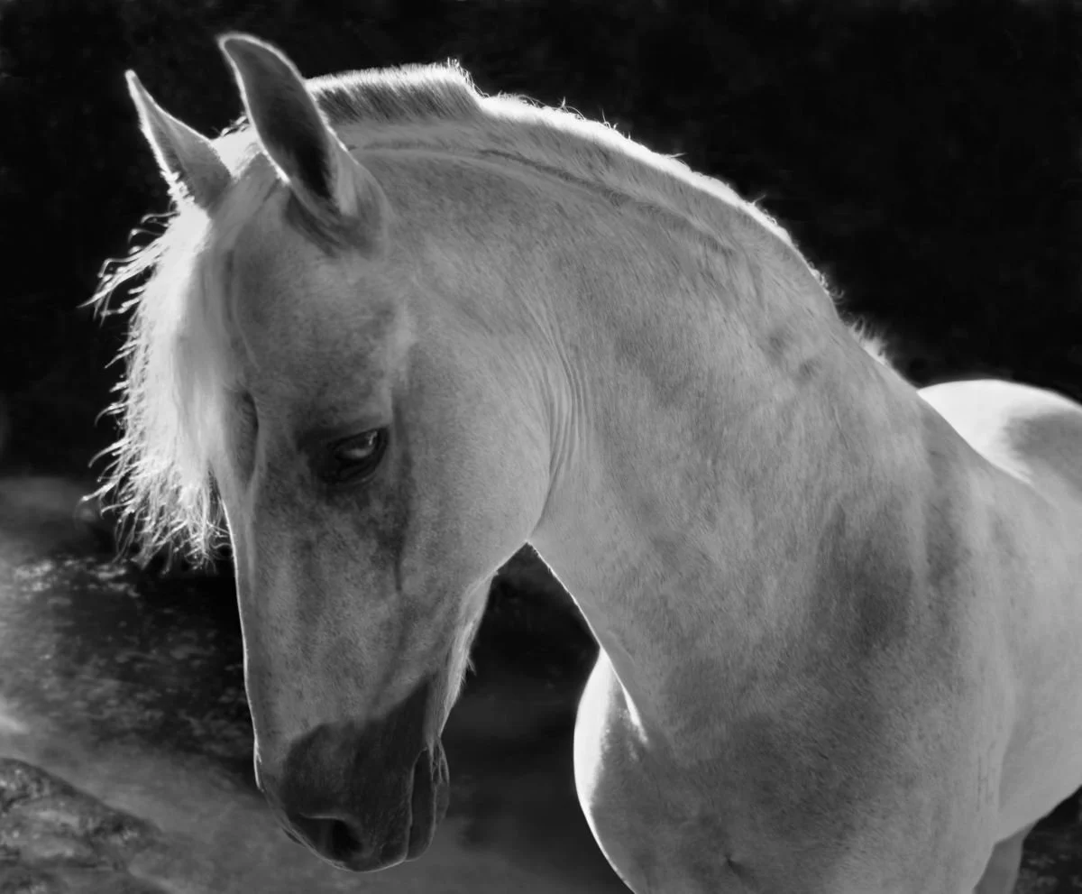 Paso Fino de Gurabo, Santiago. 2007