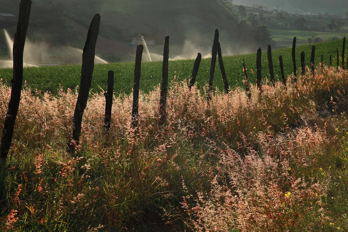 Mojando en el Valle de Tireo 1, Constanza. 2016