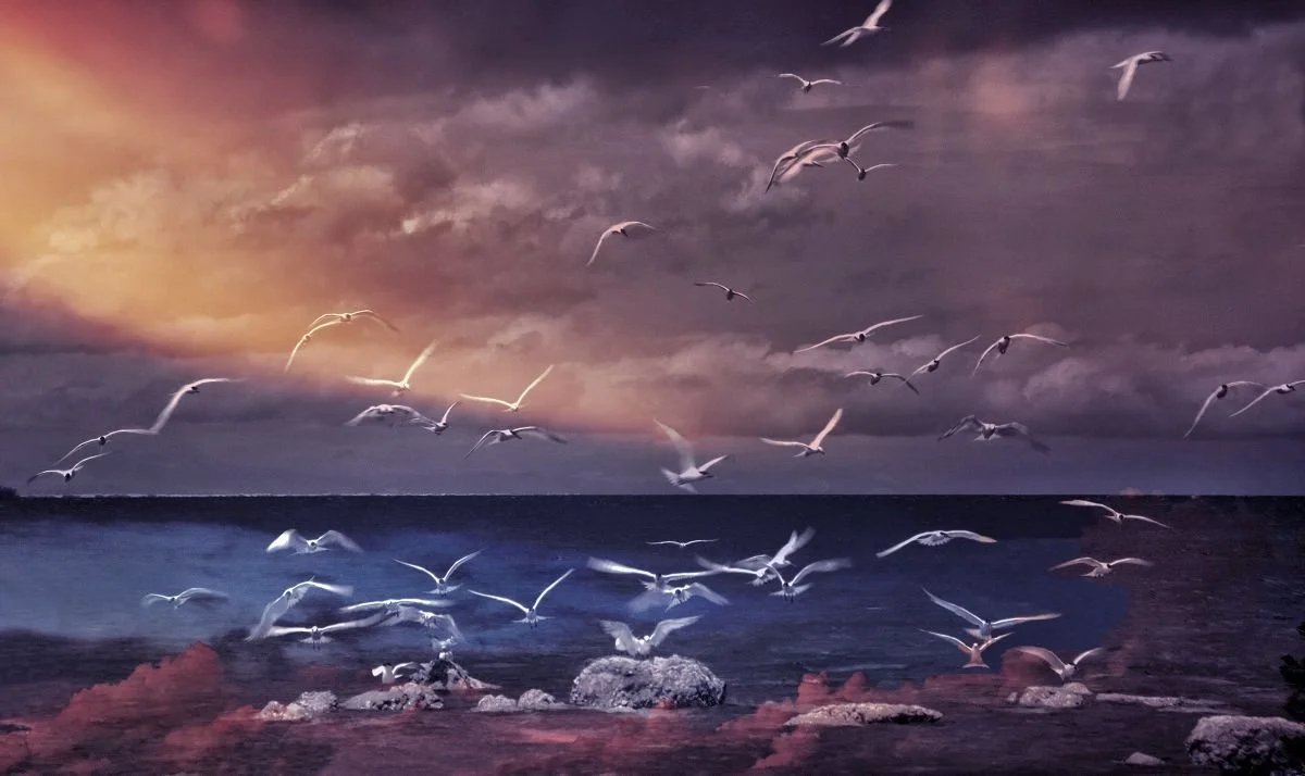 Gaviotas de los Sueños. 2015