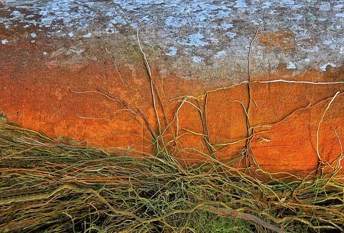 Del Jardín Santiaguero. 2023