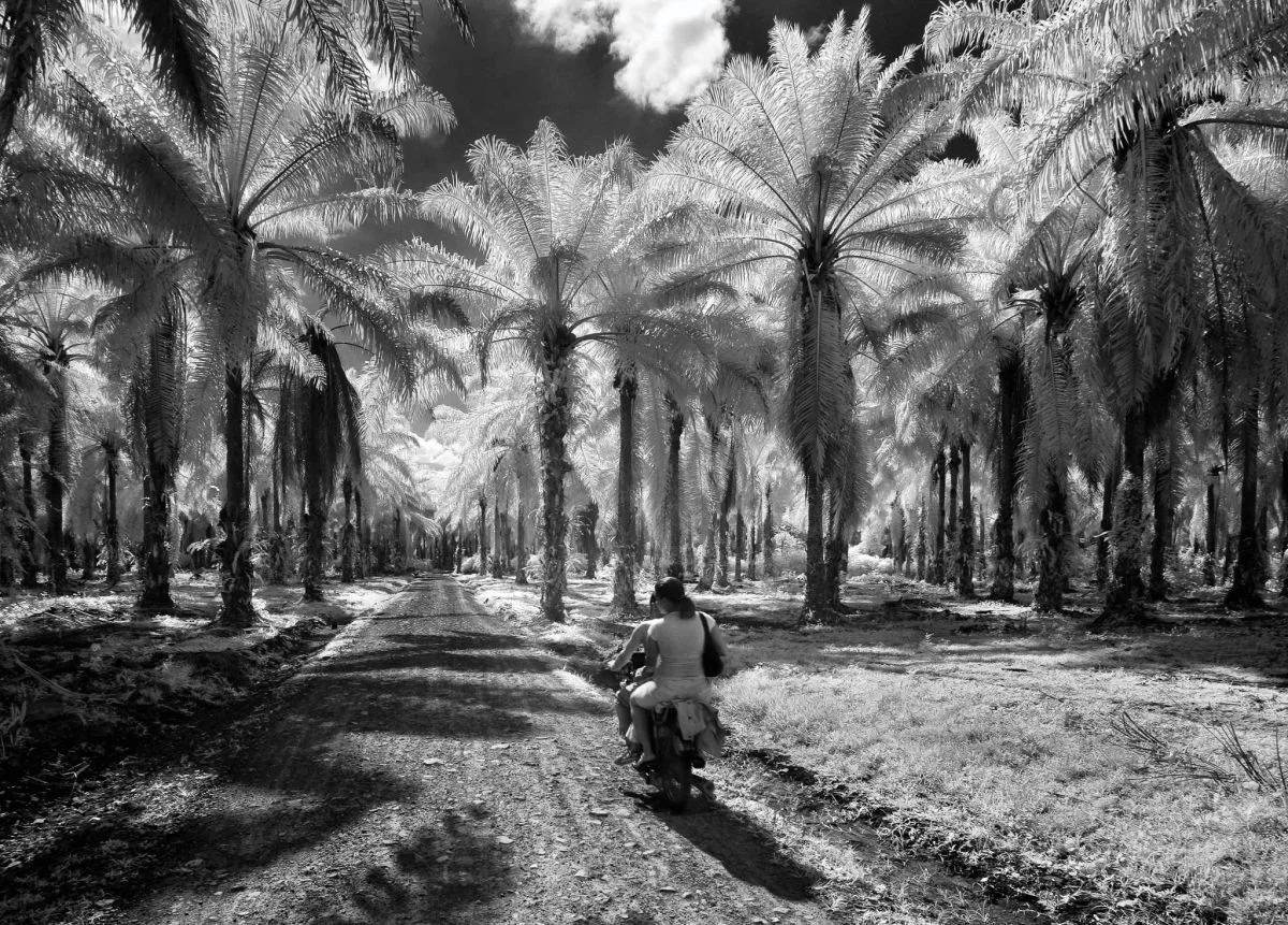 Plantación de Palma Africana, Monte Plata. 2009