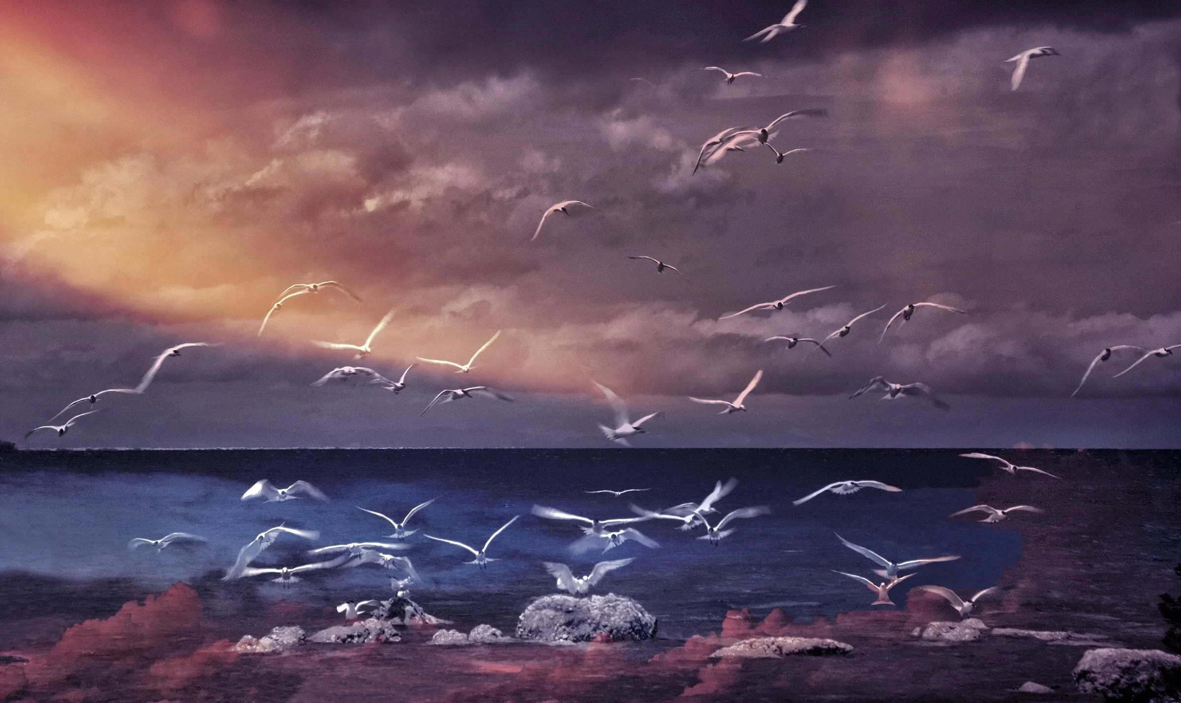 Gaviotas de los Sueños. 2016