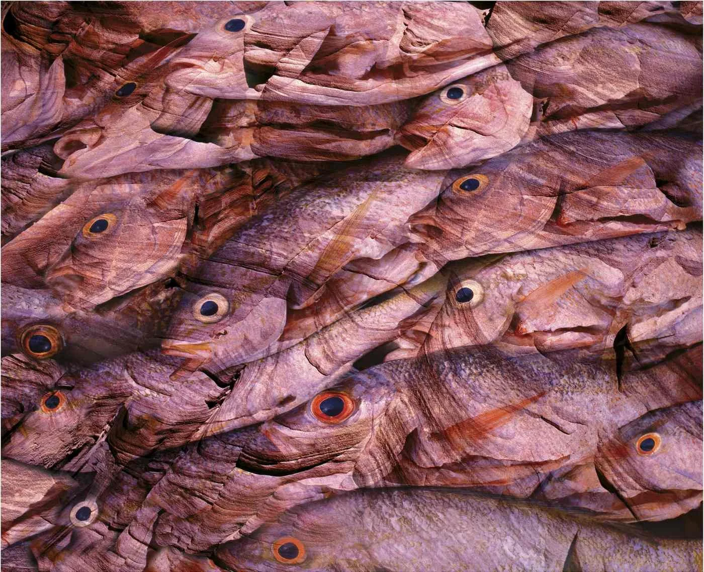 Pescados de Piedra. 2005