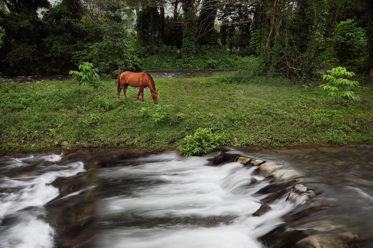 Caballo y Río Jima, Bonao. 2019