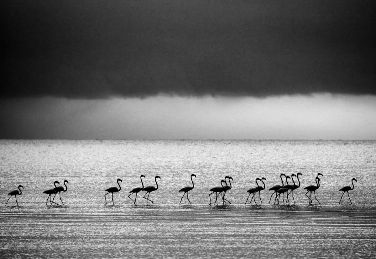 Flamencos en Montecristi. 2009