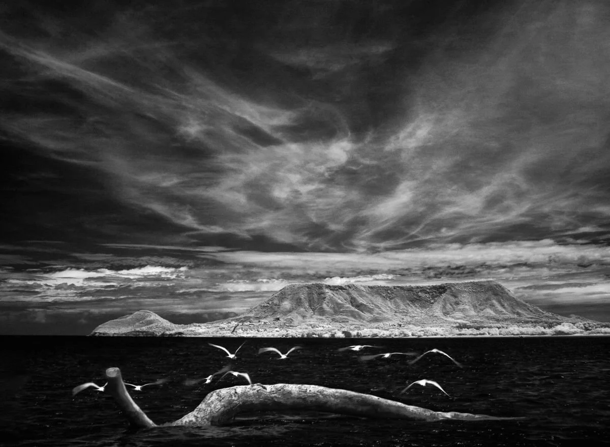 Gaviotas y Morro de Montecristi. 2009