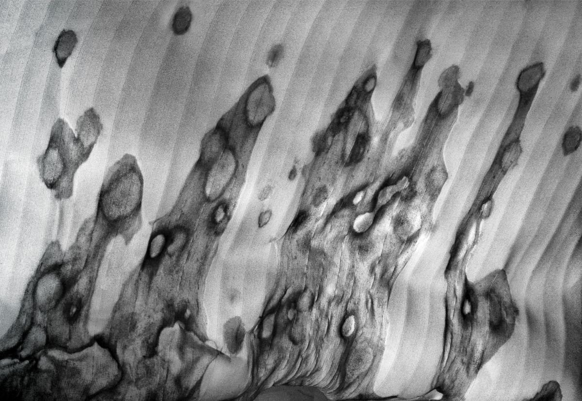 De las Hojas del Plátano. 2010