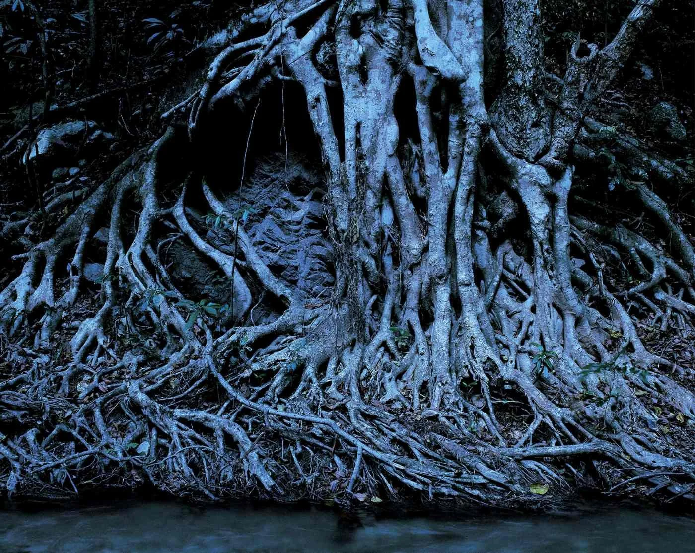 Raices de Luna. 2000