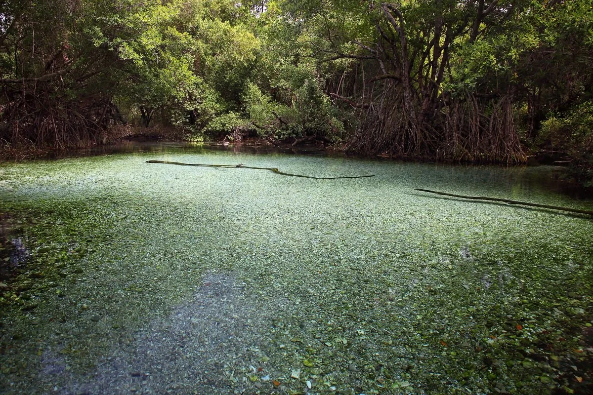 Arroyo Salado, Oviedo. 2020