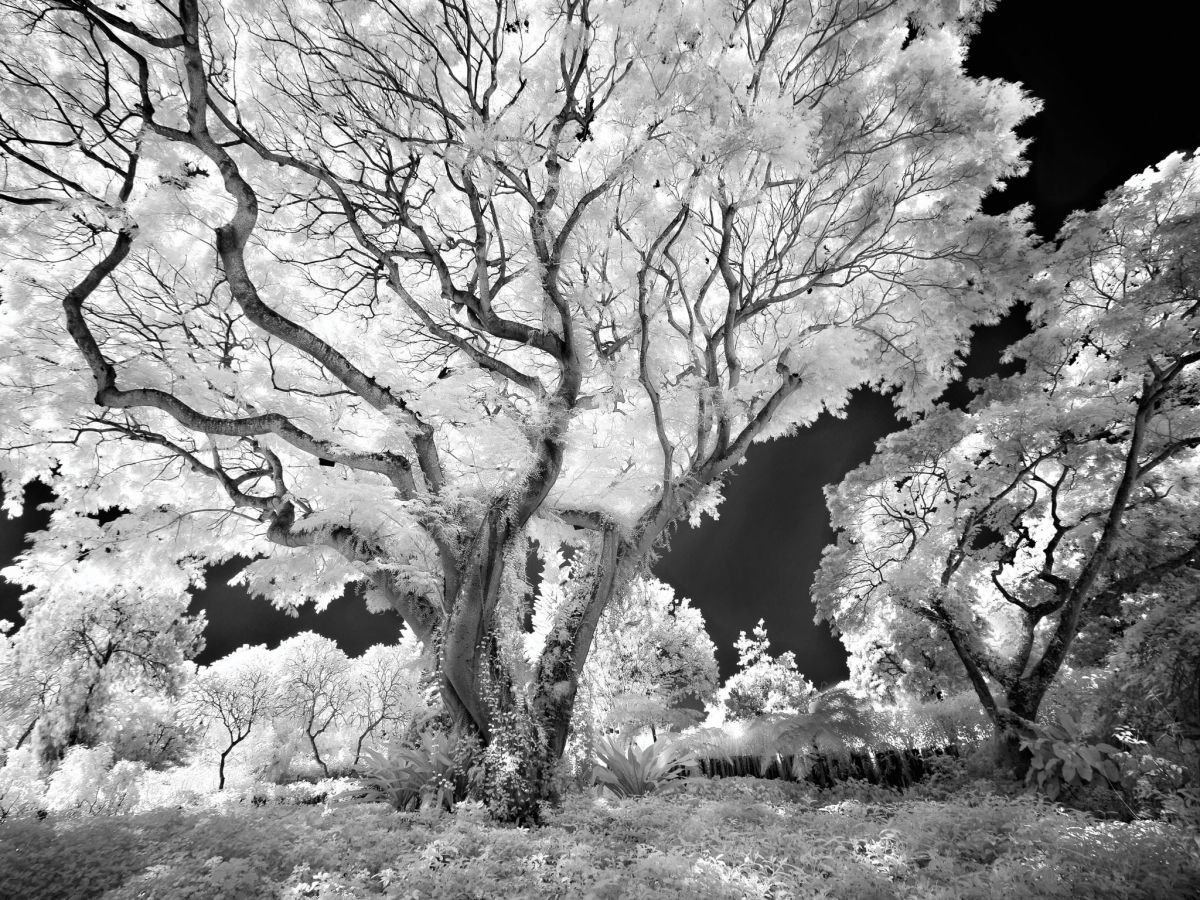 Arboleda en Santiago. 2009