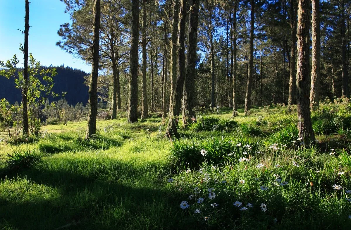 El Pajón, carretera Constanza-Ocoa. 2009
