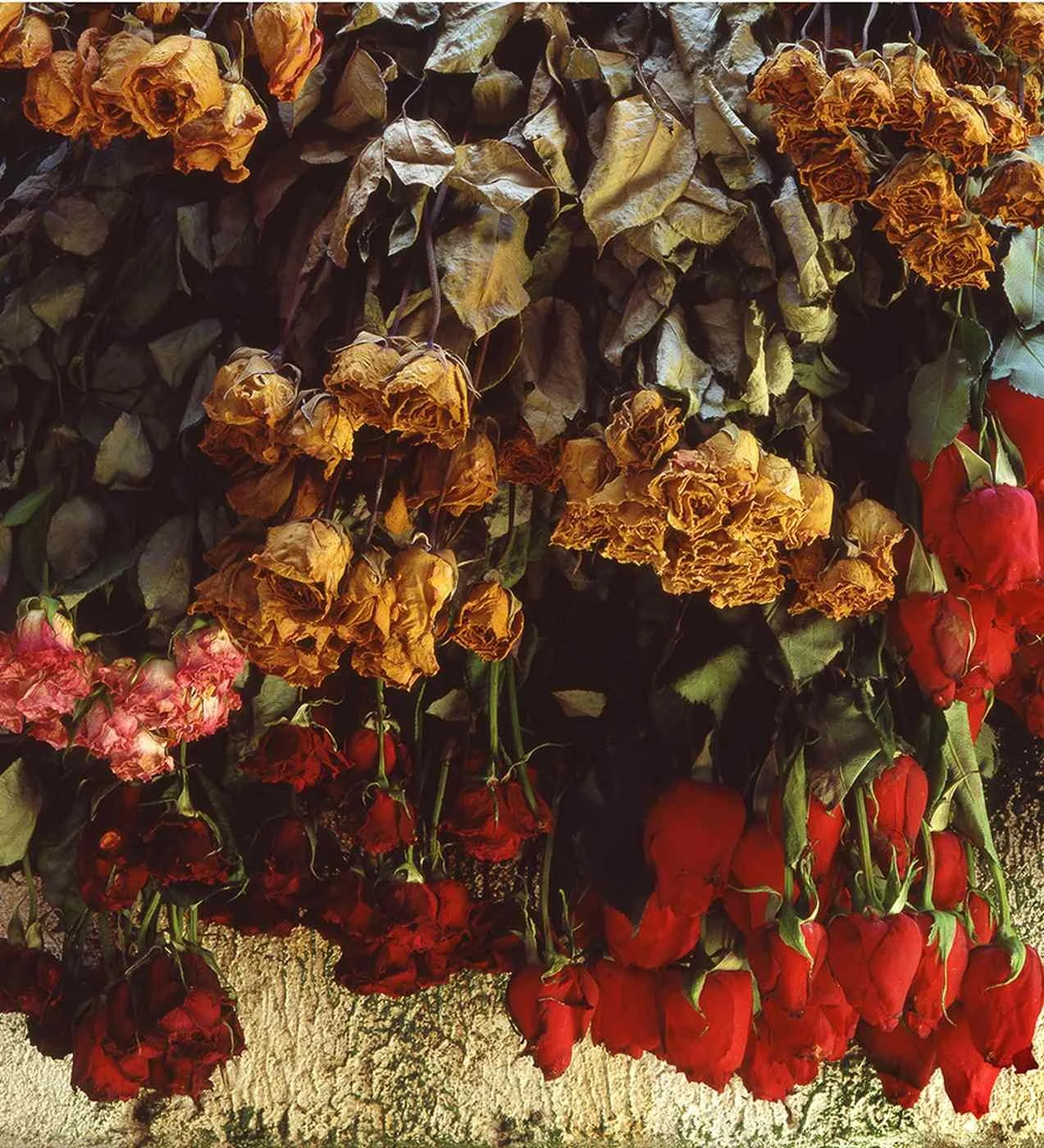 Rosas Esperando. 1995