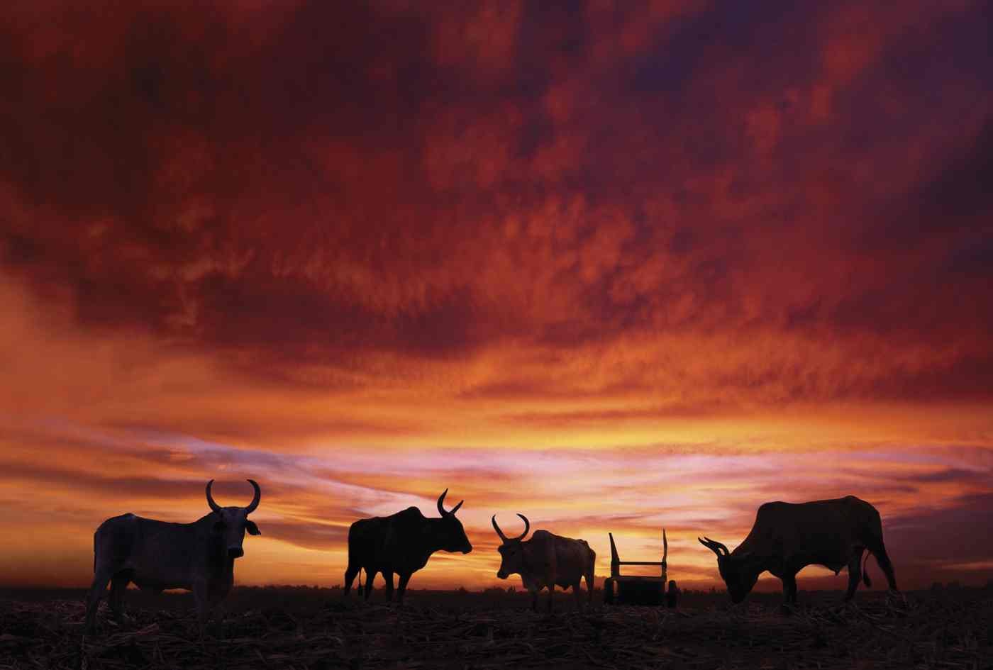 Siluetas del Cañaveral, La Romana. 2007