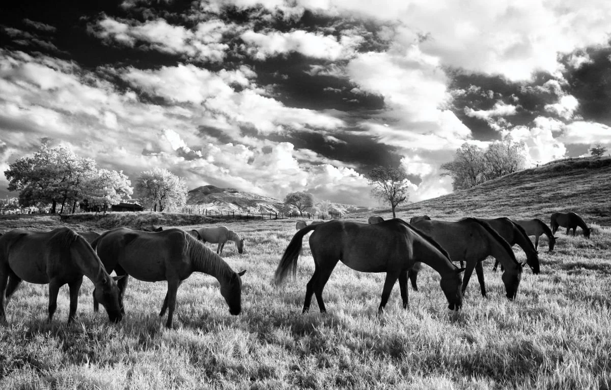 Caballos en Bonao. 2009