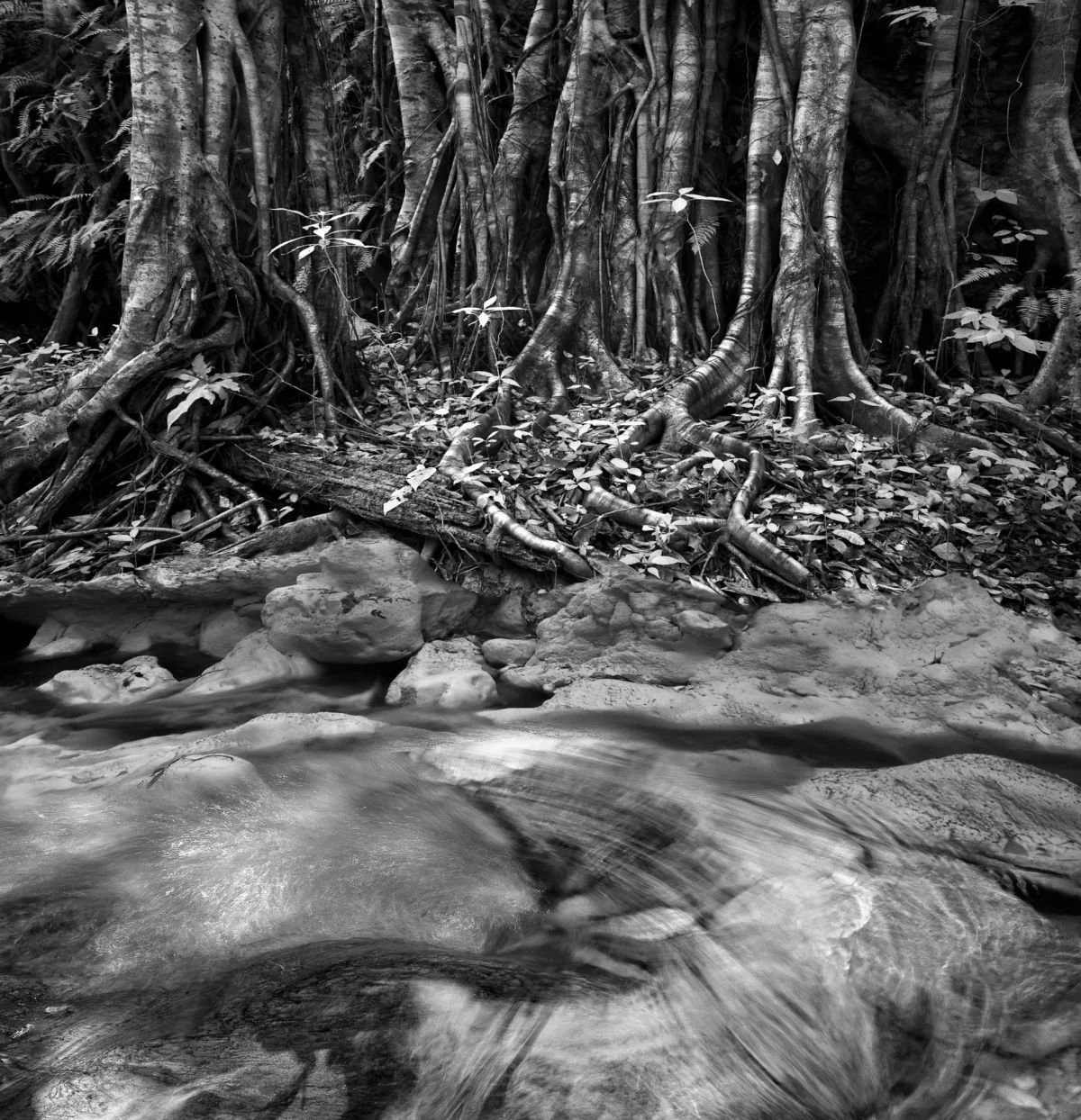 Río Mulito, Pedernales. 2009