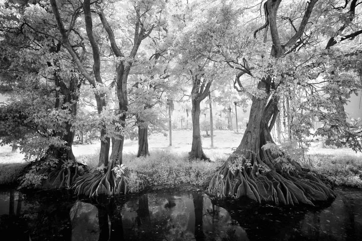 Caño de Sabaneta de Yásica. 2009