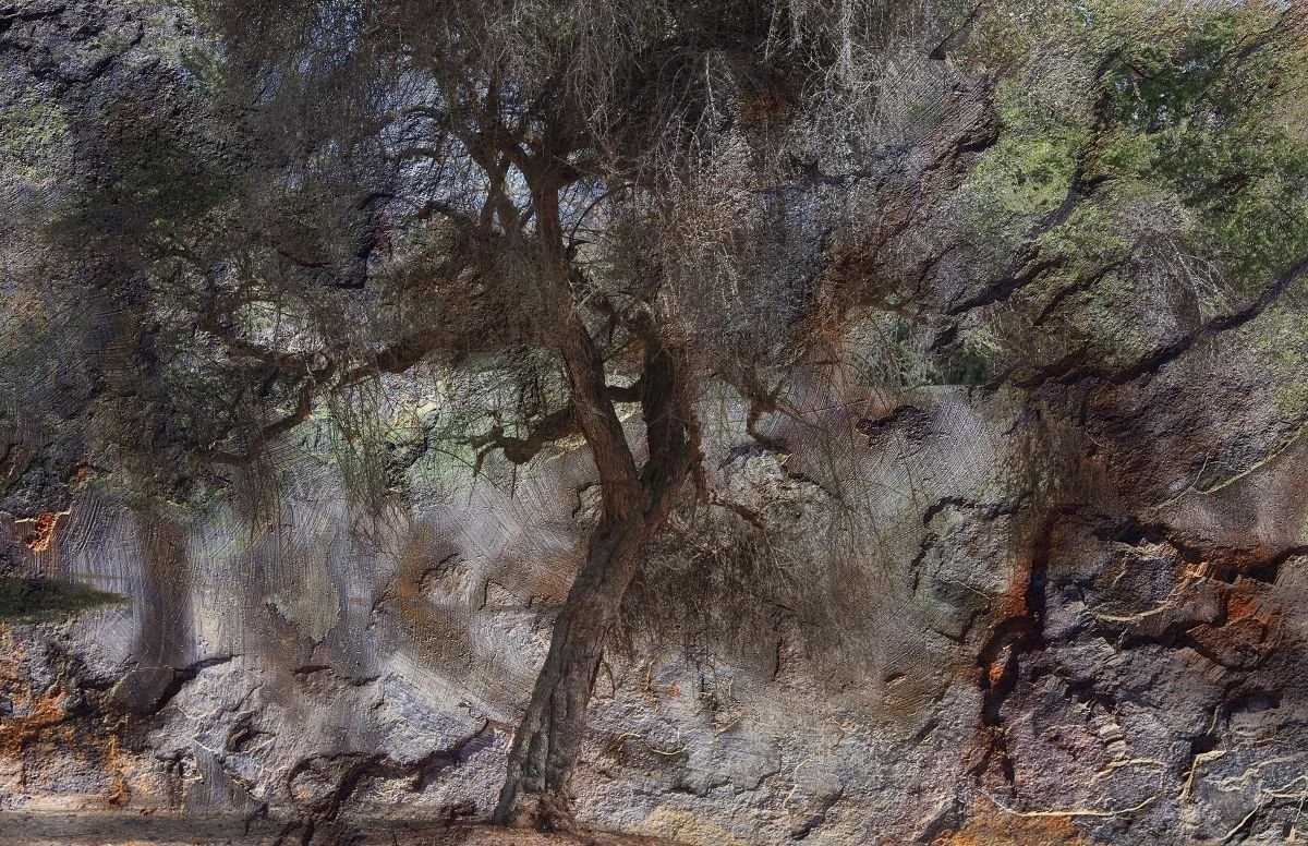 Bosque Anciano. 2018