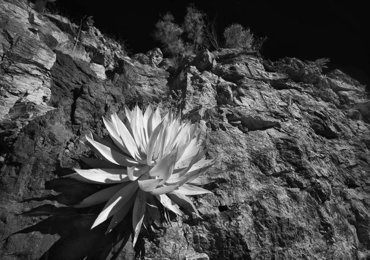 Maguey en Las Mercedes, Pedernales. 2009