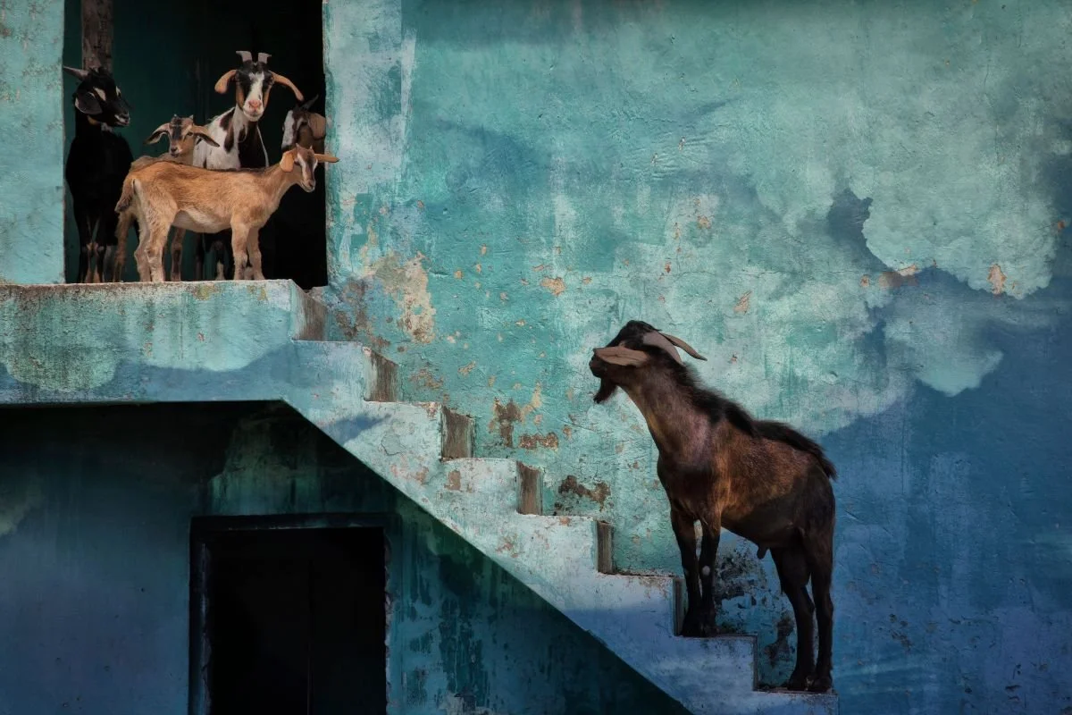 Chivos con Residencia 1. 2011