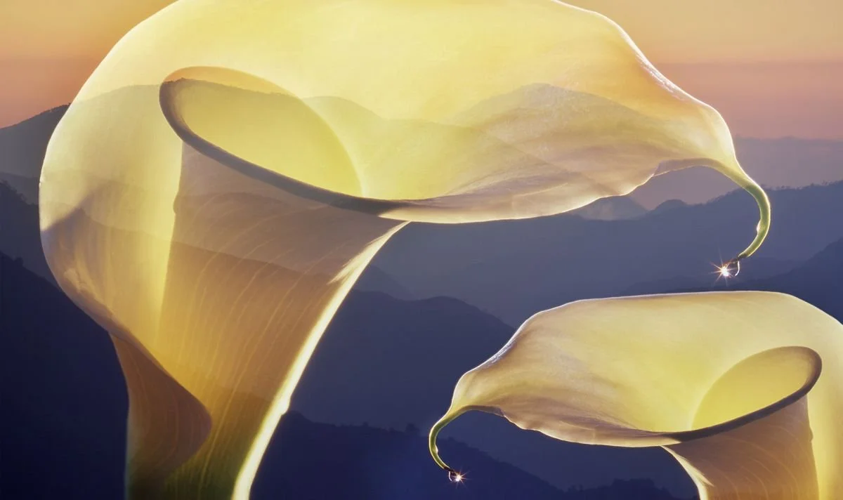 El Encanto de los Lirios Cala. 2020