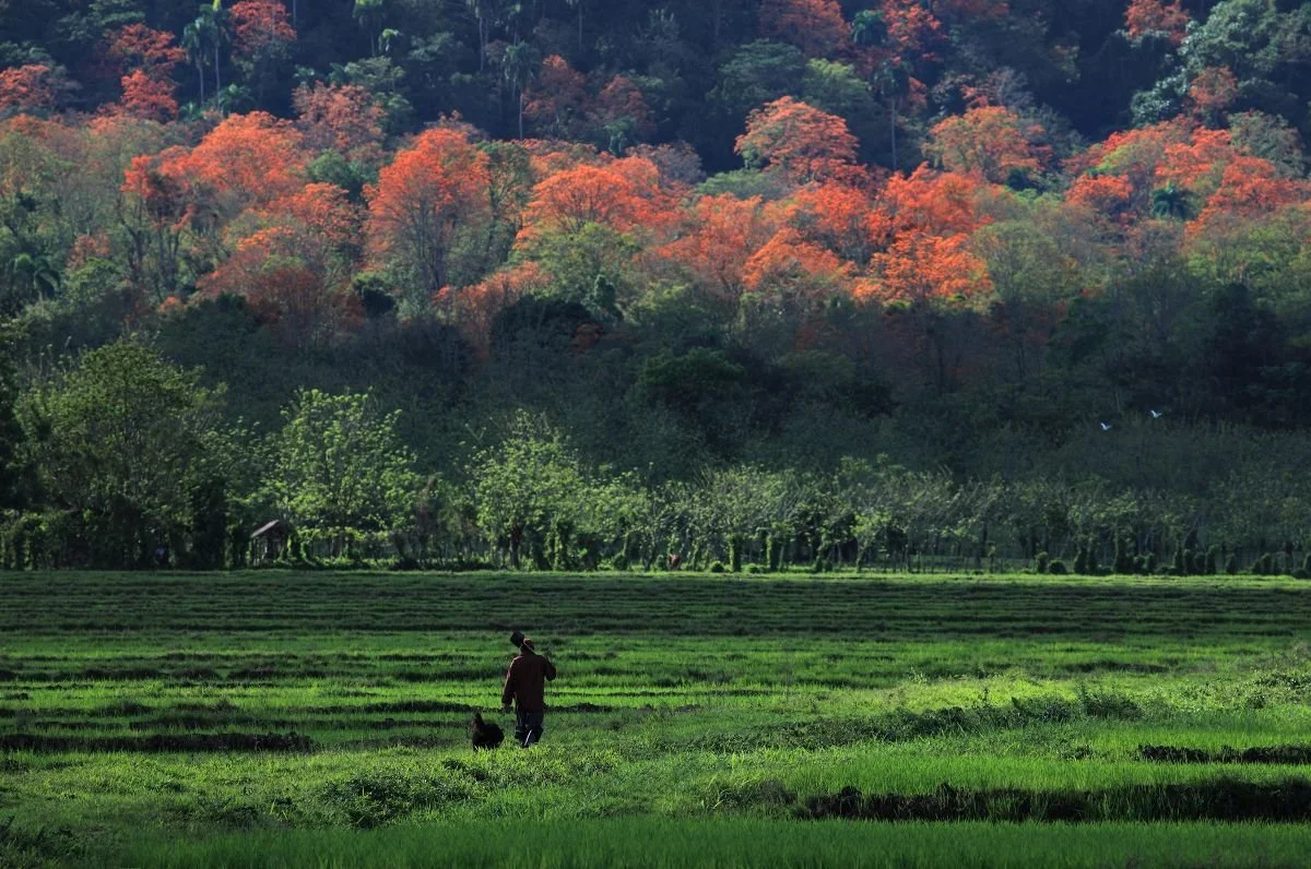 Cuando Florecen las Amapolas. 2018