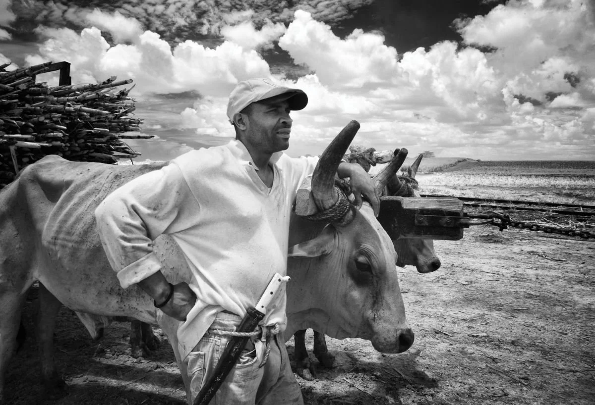 Boyero con sus Bueyes, Guaymate. 2009