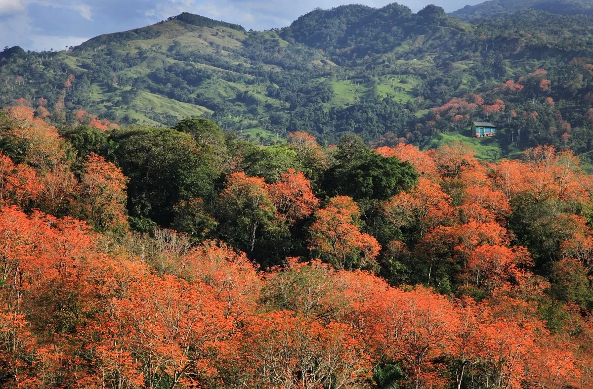 Amapolas de San Francisco. 2019
