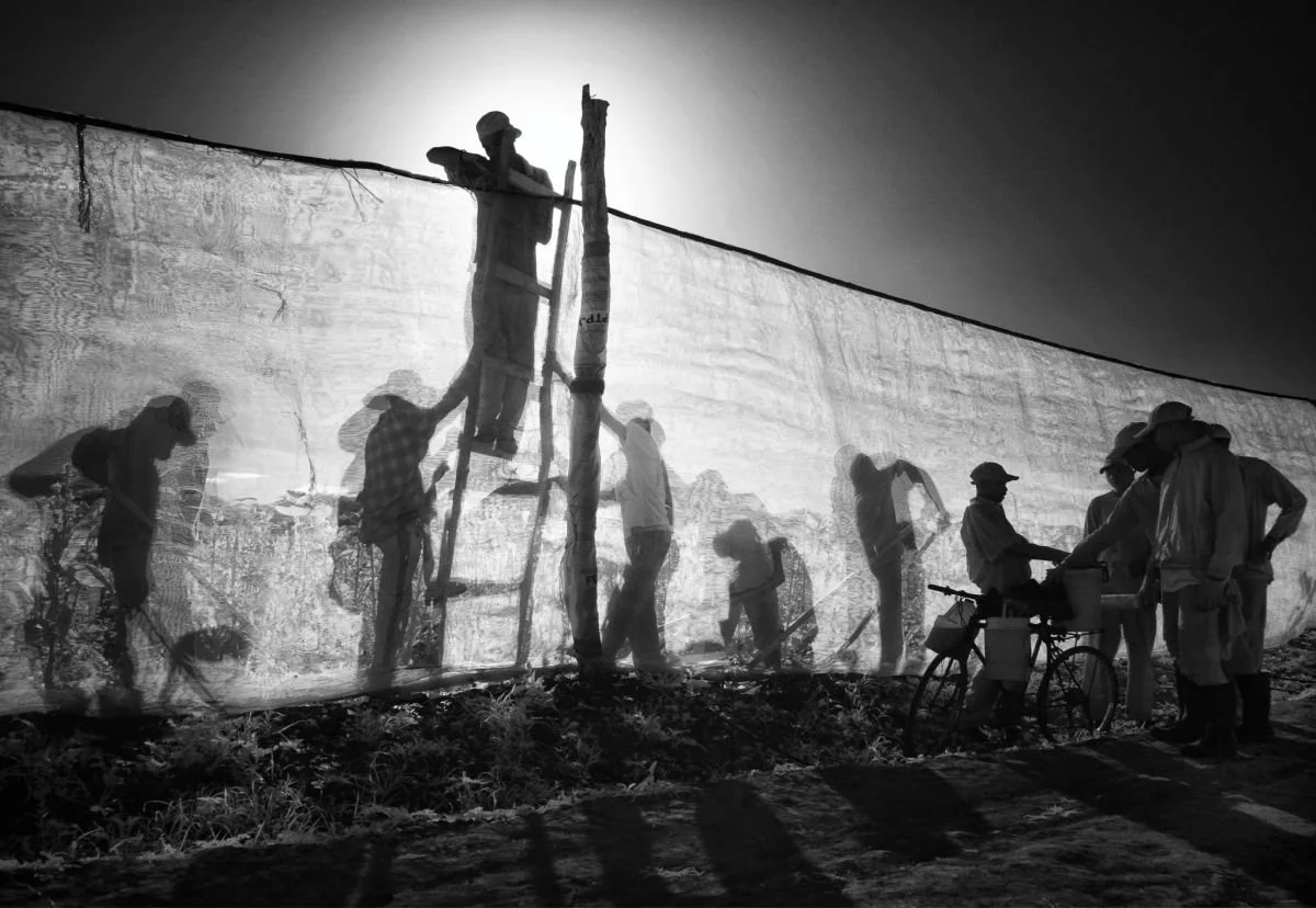 Siluetas del Campo de Tabaco, Jicomé. 2010