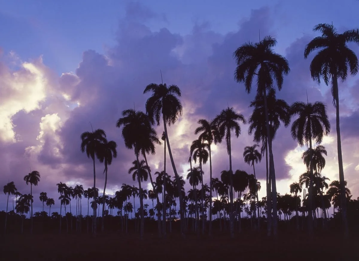 Palmar Cibaeño. 2015