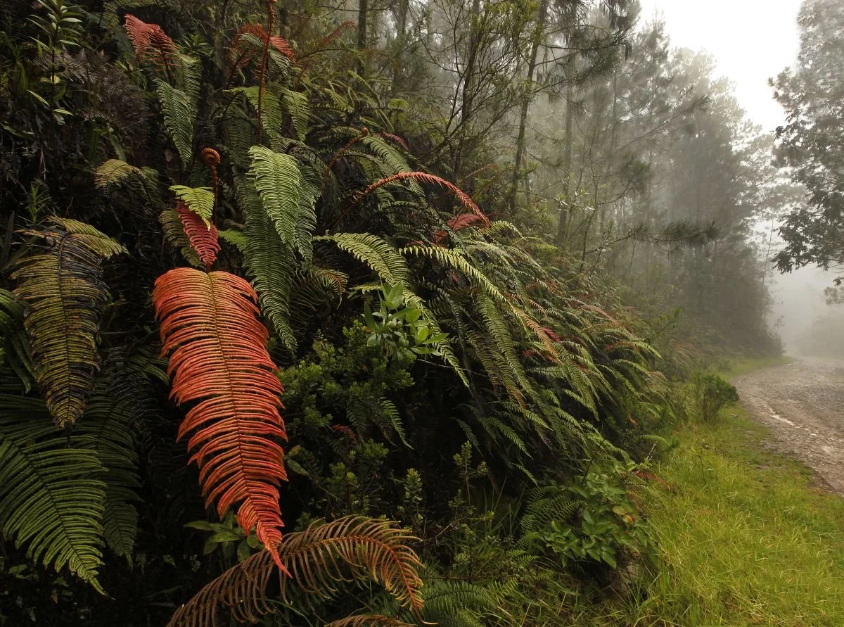 Tiempo de Lluvia en Valle Nuevo. 2009