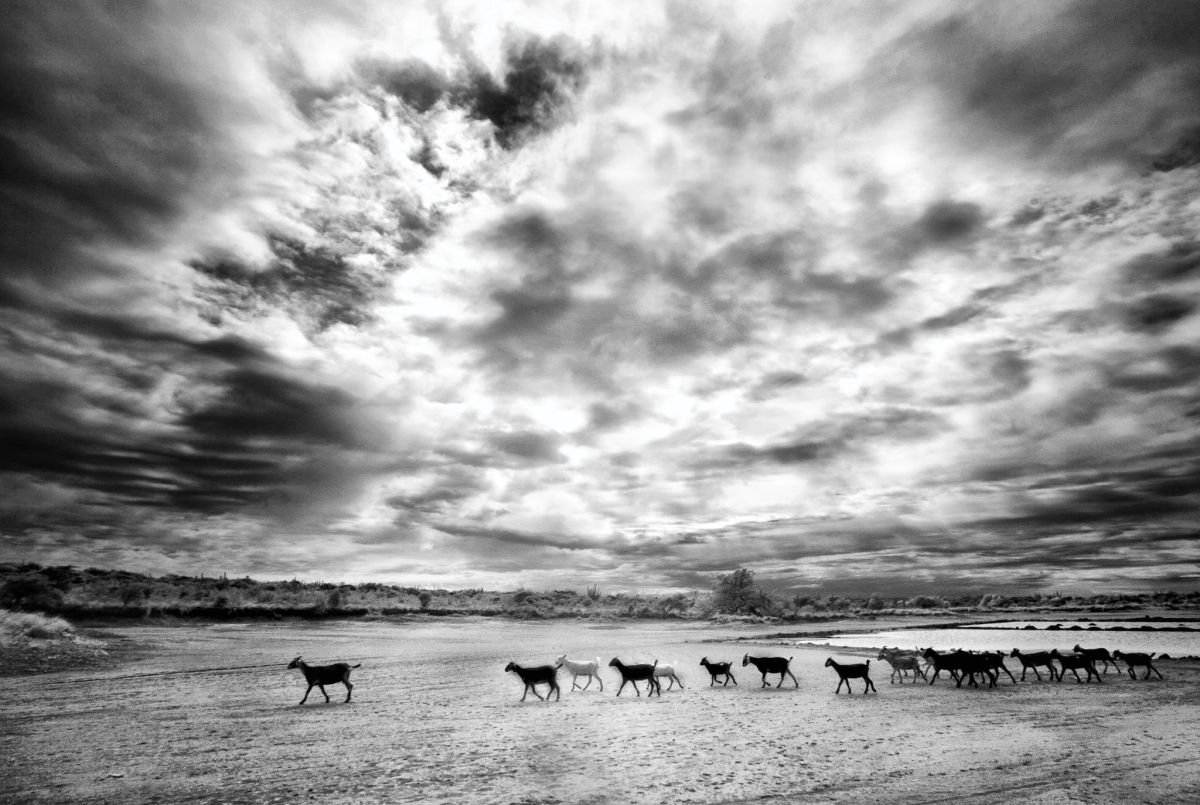 Chivos al Atardecer, Montecristi. 2009