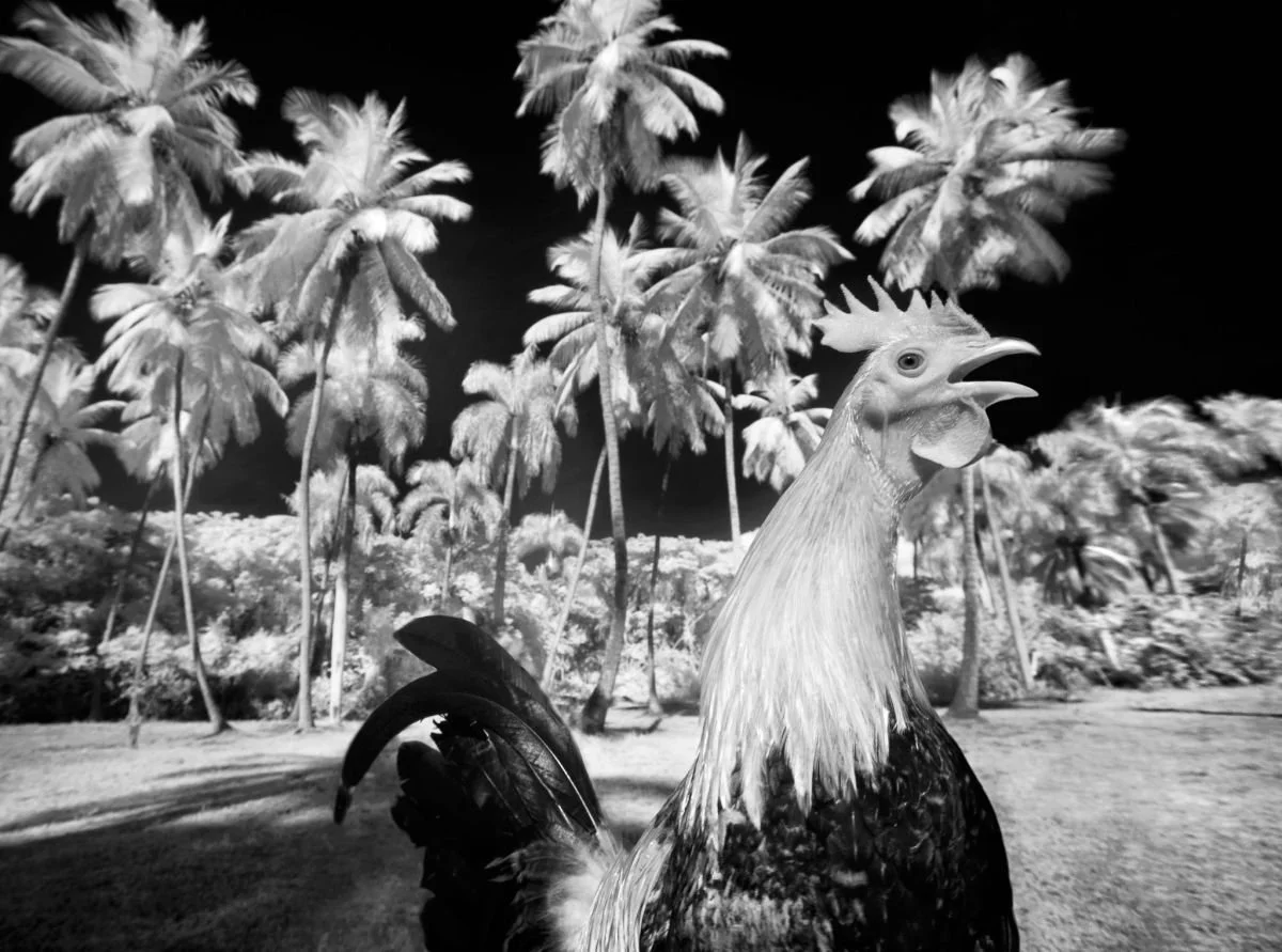 Gallo de Pelea, Jacagua. 2008