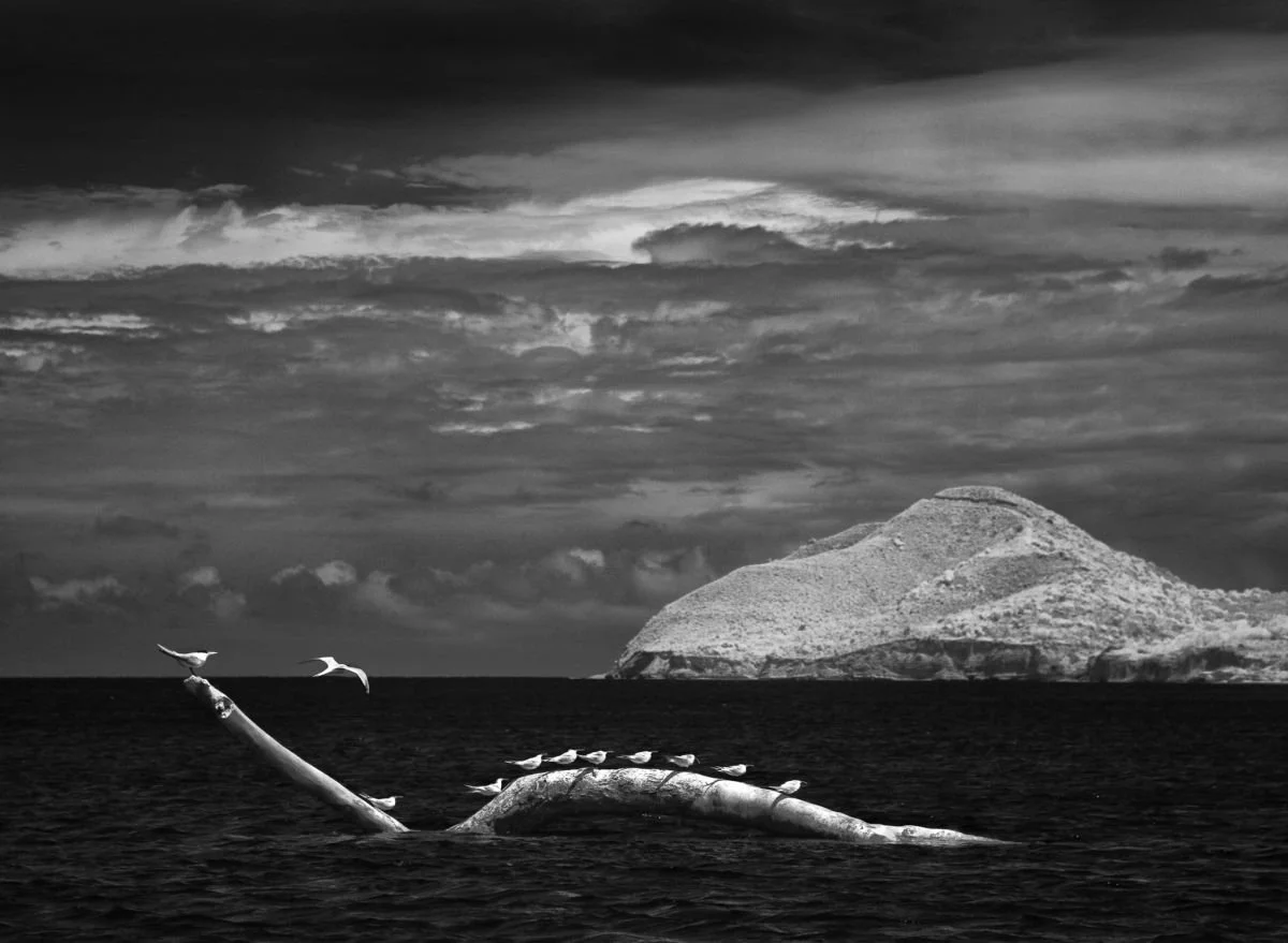 Gaviotas en Montecristi. 2009