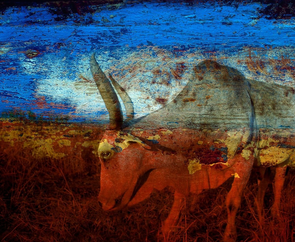 Homenaje al Buey del Ingenio 2001