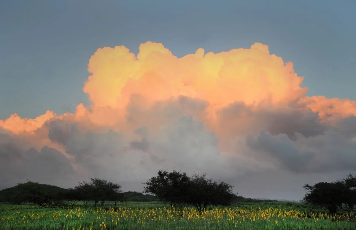 Campo de Sábila, Guayubín. 2018