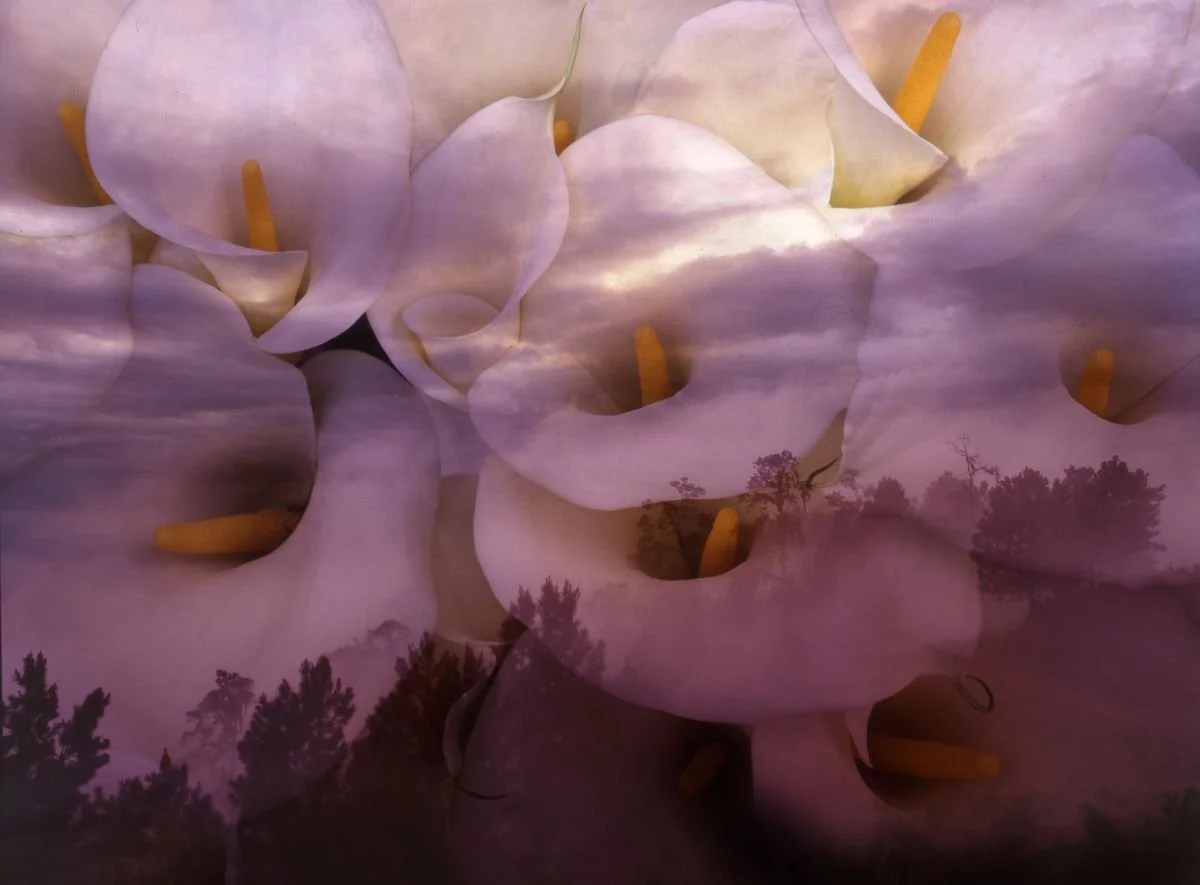 Lirios Cala en Constanza. 1998