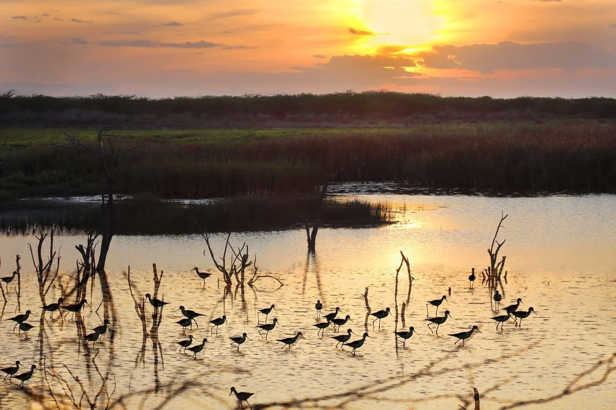 Humedales de Copei, Montecristi. 2019