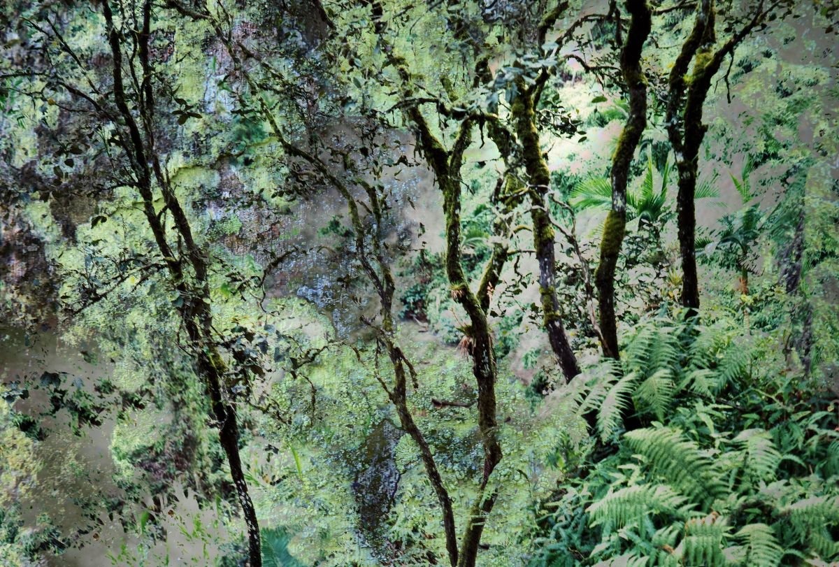 Apunte del Bosque de Lluvia. 2009