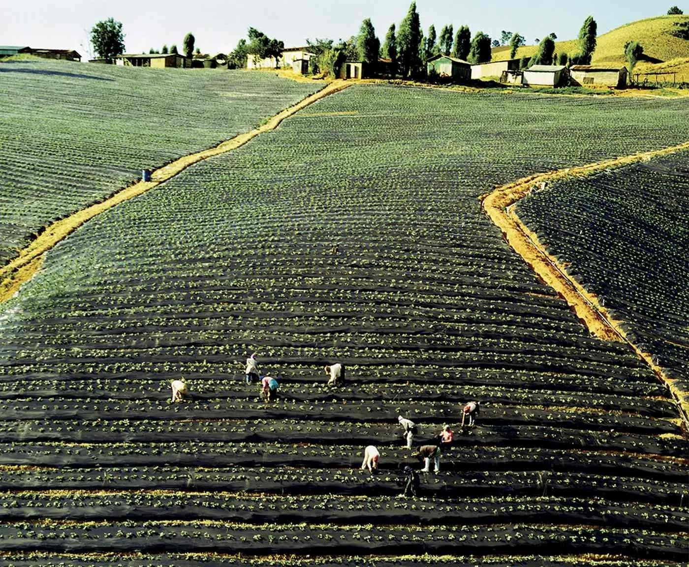 Campo de Fresas en Constanza. 2003